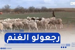 درك سي عبد الغني بتيارت يوقف 5 أشخاص من عصابة الماشية ويسترجع قطيع الغنم