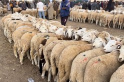 استثنائياً.. فتح السوق الأسبوعية للمواشي بالسوقر