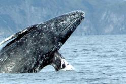 فيديو مرعب.. حوت يبتلع شابا وقاربه ثم يعيد بصقه