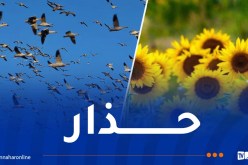 تحذيرات من وجود طيور ضارة على محصول عباد الشمس في أربع ولايات