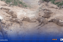 غليزان .. نفوق 14 رأس ماشية بعد فيضان واد بوطال بـ واريزان 