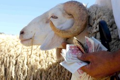 استيراد المواشي.. هذه حصة العاصمة