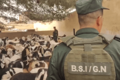 تبسة: إحباط محاولة تهريب 259 جدي من سلالة محلية