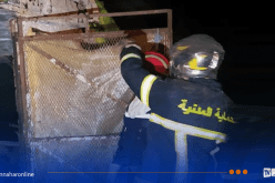 قسنطينة.. احتراق بيوت بلاستيكية لتربيه الدواجن