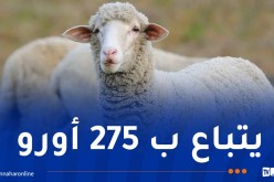 هذا هو سعر الخروف الإسباني