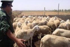 سعيدة: الدرك يسترجع 22 رأسا من المواشي المسروقة ويوقف 4 أشخاص