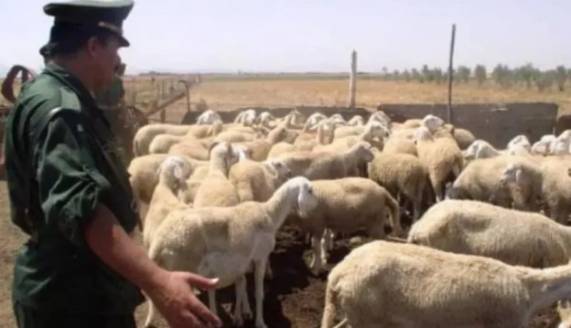 سعيدة: الدرك يسترجع 22 رأسا من المواشي المسروقة ويوقف 4 أشخاص