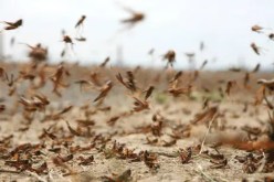 تحذيرات من غزو الجراد بهذه الولايات 