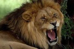 3 أسود تهاجم حارسا بحديقة الحيوانات وتفترسه في المنصورة بتلمسان