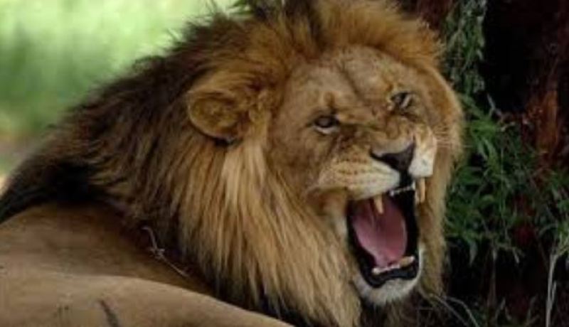 3 أسود تهاجم حارسا بحديقة الحيوانات وتفترسه في المنصورة بتلمسان