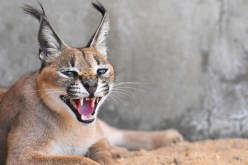 هاجم جنودا إسرائيليين.. الوشق المصري يُشعل مواقع التواصل