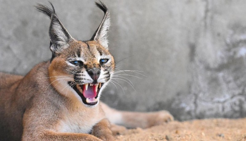 هاجم جنودا إسرائيليين.. الوشق المصري يُشعل مواقع التواصل
