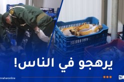 العاصمة: إكتشاف مذبح سري وحجز 115 قنطاراً من اللحوم الفاسدة ببئر مراد رايس