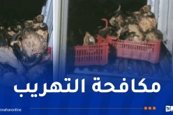 درك أم البواقي يحجز 315 رأس “بوزلوف” من سلالة السداون