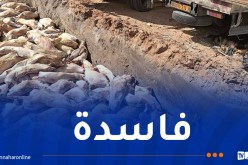 الجلفة: إتلاف 691 هيكل للحم خروف مستورد