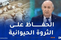 رئيس الجمهورية.. مجرد  التفكير في بيع الخروف بـ 17 مليون سنتيم بالنسبة لي حرام