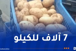 بداية تسويق البطاطا بسعر 75 دج في ميلة