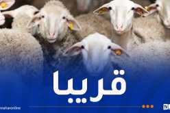 هذا موعد استقبال رؤوس الماشية المستوردة للعيد