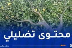 ولاية البليدة تنفي صحة فيديو مشبوه وتؤكد الإلتزام بحماية الأراضي الفلاحية