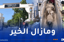 ميناء سكيكدة سيستقبل 3 بواخر محملة بأضاحي العيد المستوردة