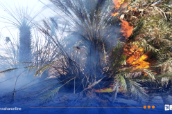 بشار.. حريق نخيل بمزرعة فلاحية في العبادلة