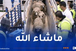 وصول أزيد من 10 آلاف أضحية مستوردة من رومانيا إلى ميناء جيجل