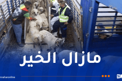 استيراد الأضاحي.. خطوة لتعزيز الكرامة وتثبيت الأمن الغذائي