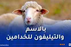 بيع الكباش المستوردة.. بسعر موحد