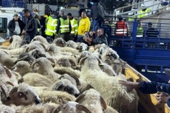 وصول أزيد من 30 ألف أضحية مستوردة إلى ميناء وهران