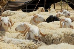مؤسسات وهيئات عمومية تشرع في عملية التسجيل لاقتناء أضاحي العيد لموظفيها 
