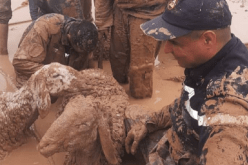 إنقاذ قطيع مواشي علق بالوحل في المسيلة