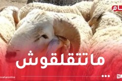 الحكومة تُطلق مخططًا لاستيراد وتوزيع أضاحي العيد