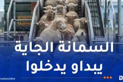 كباش من إسبانيا ورومانيا لعيد الأضحى