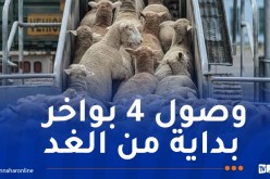 وصول 15 ألف كبش من رومانيا مساء غد