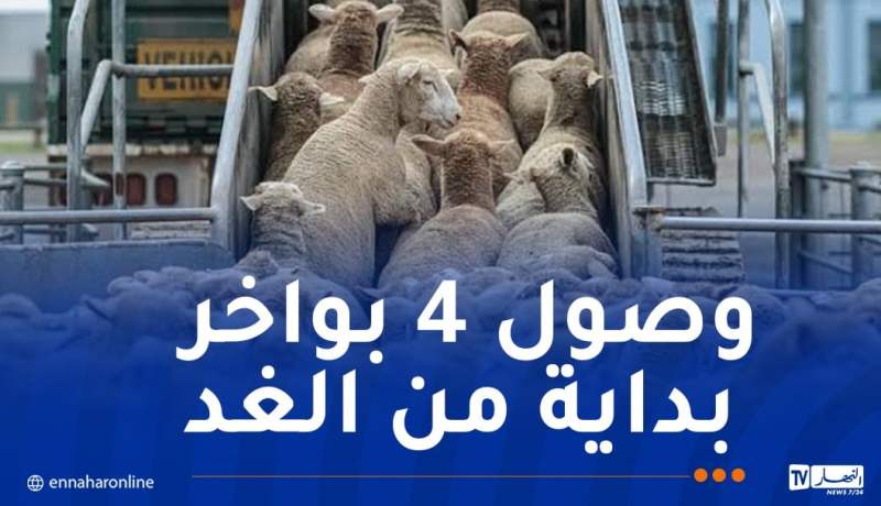وصول 15 ألف كبش من رومانيا مساء غد