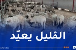 تحديد سعر أضحية العيد المستوردة بـ4 ملايين سنتيم