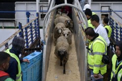 وصول باخرة محملة بأزيد من 8 آلاف أضحية مستوردة إلى ميناء عنابة