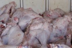 الدرك يضبط 8 قناطير لحوم بيضاء فاسدة بمستودع سري في وهران