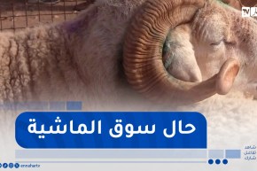 بشار:أسواق الماشية تشهد حركية في عمليتي البيع والشراء