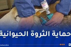 إنطلاق حملة تلقيح المواشي من الحمى القلاعية نهاية أفريل
