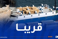 هذه مواصفات المواشي الإسبانية وموعد تصديرها إلى الجزائر