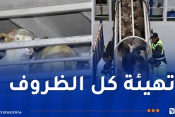 تخصيص 9 موانئ لاستقبال 500 ألف كبش روماني