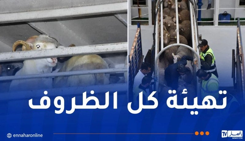 تخصيص 9 موانئ لاستقبال 500 ألف كبش روماني