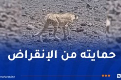 بعد انتشار فيديو للفهد “أماياس” بالأهقار.. وزارة الثقافة تتحرك