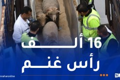 وصول الباخرة الثالثة المحملة بالأضاحي الرومانية إلى ميناء الجزائر