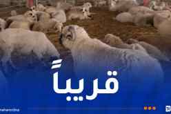وزير الفلاحة يعلن عن موعد وأماكن بيع الكباش المستوردة للمواطنين