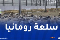 باخرة محملة بالأضاحي المستوردة تصل إلى ميناء بجاية