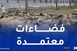 هذه نقاط البيع المعتمدة لبيع الأضاحي المستوردة ببومرداس