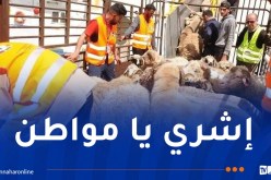 انطلاق عمليات توزيع الأضاحي عبر الولايات والبيع الأسبوع المقبل في نقاط حرة