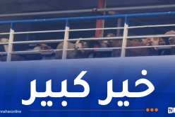 وصول أكثر من 12 ألف رأس من الكباش الإسبانية إلى ميناء تنس